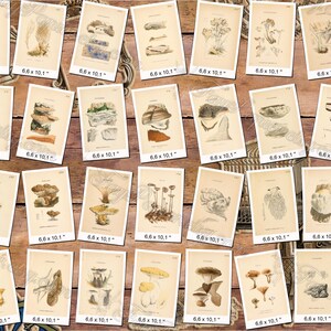 MUSHROOMS 26 pack of 250 vintage high resolution images digital download printable illustrations fungi plates Amanita Lepiota Clitocybe image 10