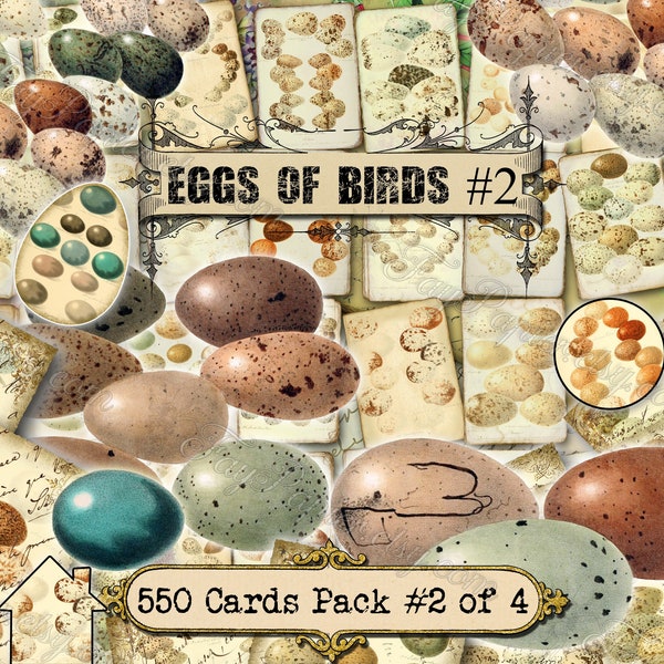 Eggs of Birds #2 - set of 40 pictures on 550 cards in JPG format with antique illustrations instant digital download for commercial use