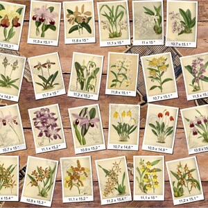 ORCHIDS 12 pack of 250 vintage images botanical pictures High resolution digital download printable Orchidaceae floral bouquet flowers image 7