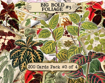 Big Bold Foliage #3 - lot de 200 cartes ATC vintage design vieilles illustrations encarts pour clipart collage de journal indésirable naturel