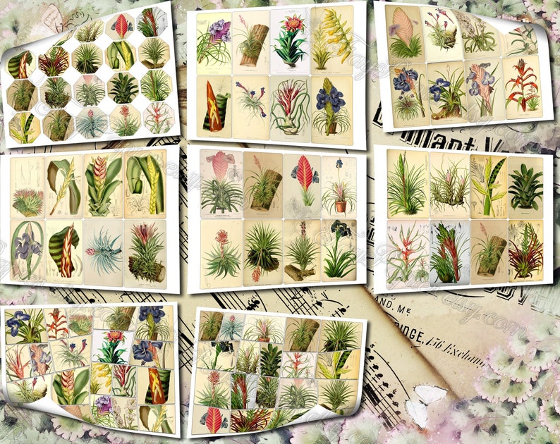 Airplant Tillandsia set of 40 pictures on 500 cards vintage old illustrations for natural junk journal air-plant flowers floral botanical image 10