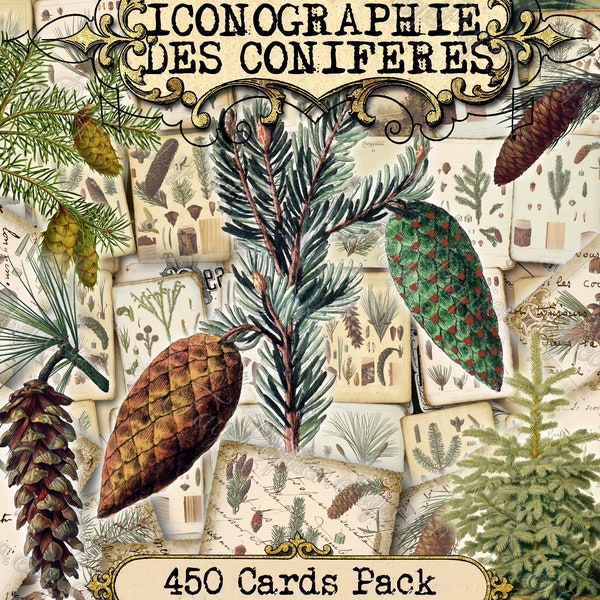 Iconographie Des Coniferes - set of 40 pictures on 450 cards in JPG with antique illustrations fir cones conifer plants spruce pine pinus