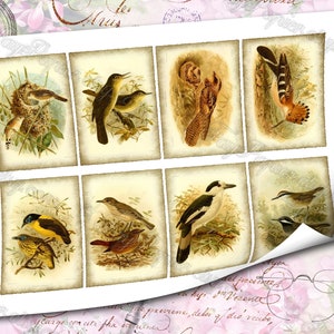 Birds of Madagascar by Keulemans 3 set of 200 ATC cards in JPG format with antique illustrations instant download for commercial use image 5