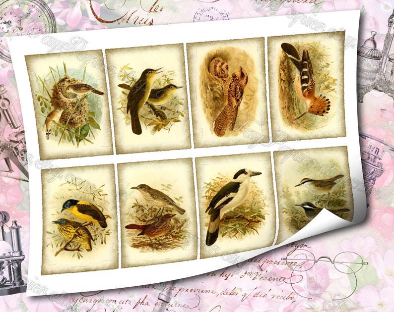 Birds of Madagascar by Keulemans 3 set of 200 ATC cards in JPG format with antique illustrations instant download for commercial use image 5