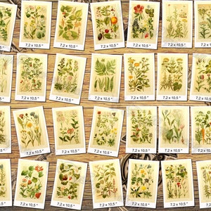 PLANTS 8 pack of 250 vintage botanical pictures High resolution digital download printable medusahead rabbitsfoot Prunus fruits berry image 3