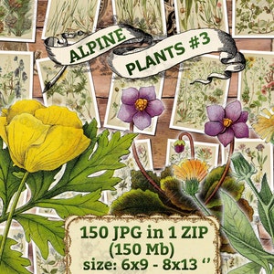 ALPINE PLANTS 3 pack of 150 vintage botanical images flowers of Alps mountains flora native High resolution digital download printable image 1