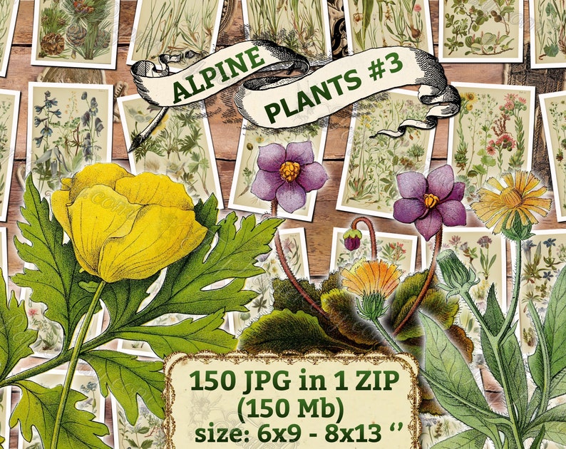 ALPINE PLANTS 3 pack of 150 vintage botanical images flowers of Alps mountains flora native High resolution digital download printable image 1