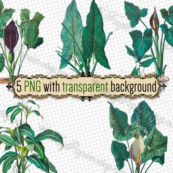 PNG AROIDS-3 - set of 8 files in png format with transparent background digital Araceae Arum Dieffenbachia plant flowers jpg succulent green