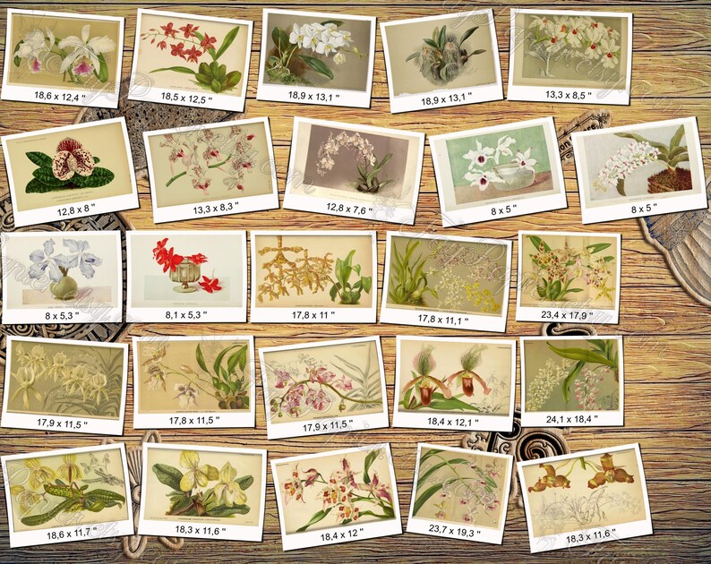 ORCHIDS 31 pack of 150 vintage images pictures High resolution digital download printable Orchidaceae Odontoglossum Oncidium flowers image 2