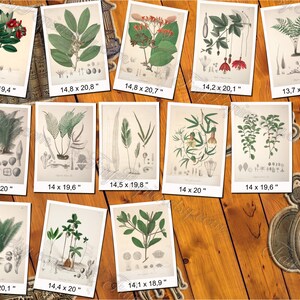 PLANTS 76 pack of 250 vintage images botanical high resolution digital download printable salix saxifraga sempervivum vicia henlea image 5