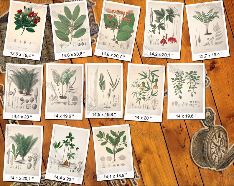 PLANTS 76 pack of 250 vintage images botanical high resolution digital download printable salix saxifraga sempervivum vicia henlea image 5