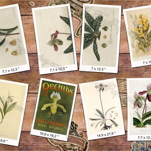 CYPRIPEDIUM 1 pack of 150 vintage images botanical pictures High resolution digital download printable Orchidaceae orchids flowers Bild 3