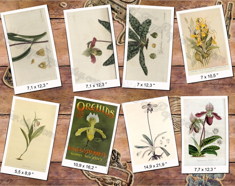 CYPRIPEDIUM 1 pack of 150 vintage images botanical pictures High resolution digital download printable Orchidaceae orchids flowers image 3