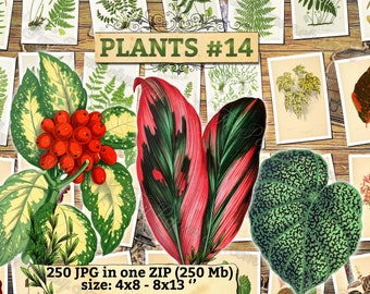 PLANTS #14 - pack of 250 vintage large size pictures high resolution images digital download printable plants leaf ferns tropics jungle