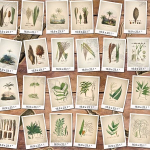 PLANTS 81 pack of 300 vintage images botanical high resolution digital download printable herbarium flowers herb plants leaves cones image 4