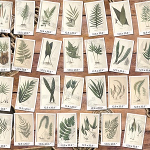 FERNS 7 pack of 150 vintage images botanical High resolution digital download printable 300 dpi Alsophila Acrostichum Polypody image 3