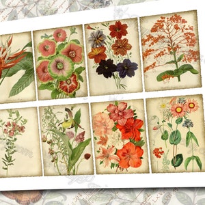 Garden Flora Journal 2 set of 200 ATC cards in JPG format with antique illustrations ophris sedum orchis miltonia lilium hepotica tydaea image 6