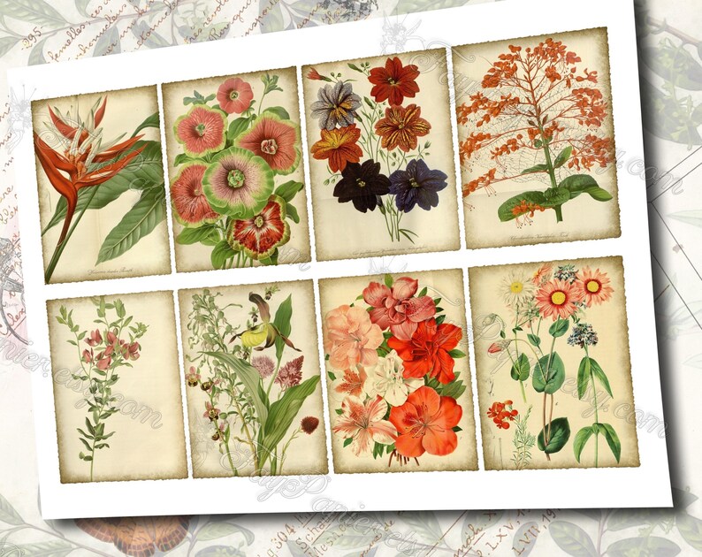 Garden Flora Journal 2 set of 200 ATC cards in JPG format with antique illustrations ophris sedum orchis miltonia lilium hepotica tydaea image 6