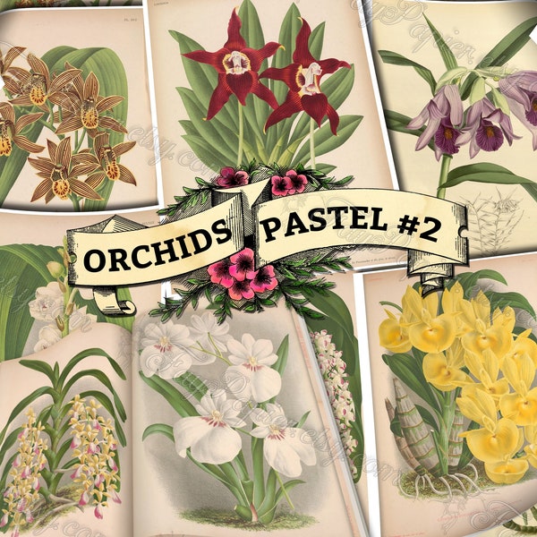 Orchid Pastel #2 - set of 54 digital sheets with botanical pictures in JPG printable 8.5x11 inches ephemera pack of garden flowers blossoms