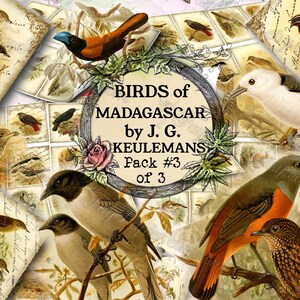 Birds of Madagascar by Keulemans 3 set of 200 ATC cards in JPG format with antique illustrations instant download for commercial use image 1