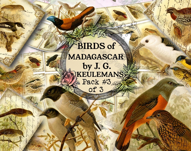 Birds of Madagascar by Keulemans 3 set of 200 ATC cards in JPG format with antique illustrations instant download for commercial use image 1