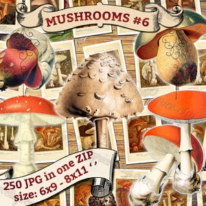 MUSHROOMS 6 pack of 250 vintage high resolution images digital download printable illustration morels fungus boletus milk cup fungi image 1