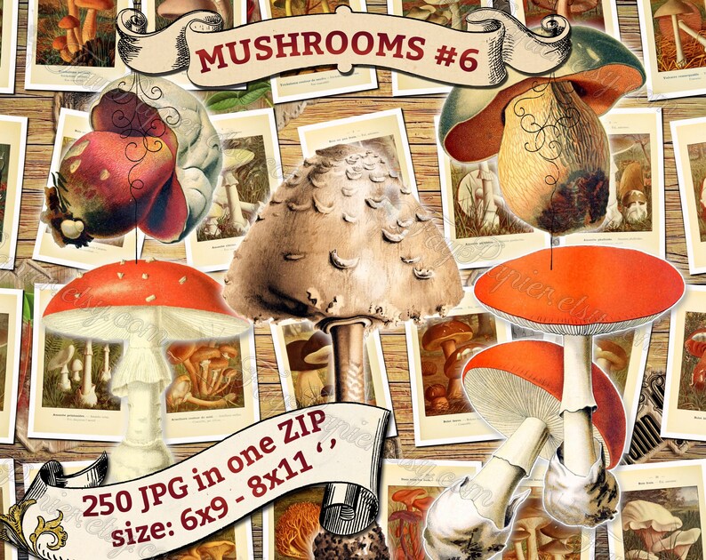 MUSHROOMS 6 pack of 250 vintage high resolution images digital download printable illustration morels fungus boletus milk cup fungi image 1