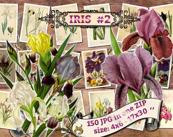 IRIS #2 - Packung mit 150 Vintage Bildern mit hoher Auflösung botanisches Bild digitaler Download 300 dpi Fahnen Staude bauchig groß