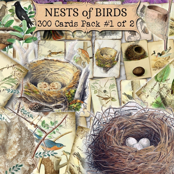 Nests of Birds #1 - Set mit 40 Bildern auf 300 Karten in JPG antike Illustrationen Skizze Vogelnest Vollfarbe Bild Journal Bild Blatt