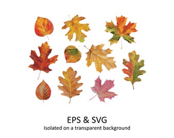 20 Unique Autumn Leaves Bundle, Sublimation Designs Vector Art, Vibrant Thanksgiving Clipart (Digital Download)