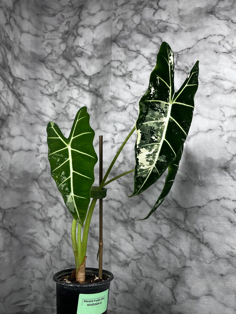 Alocasia Frydek Albo Variegated M Size image 2