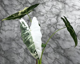 Alocasia Frydek Albo Variegated - M Size