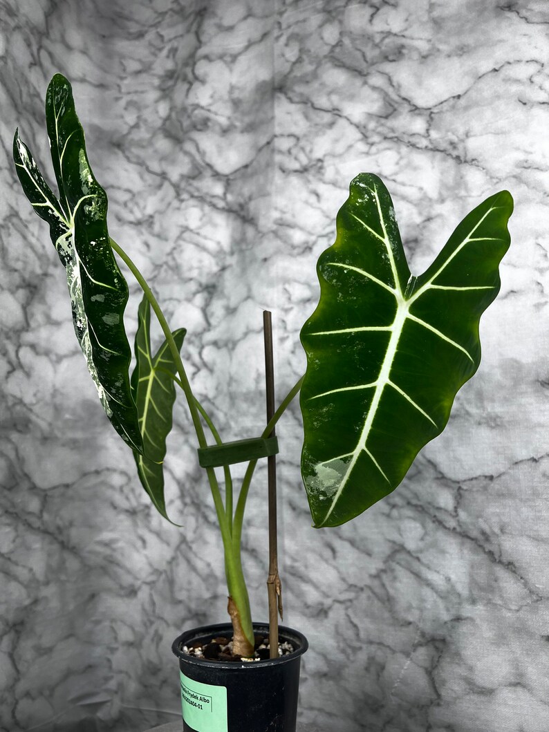 Alocasia Frydek Albo Variegated AFA202404-01