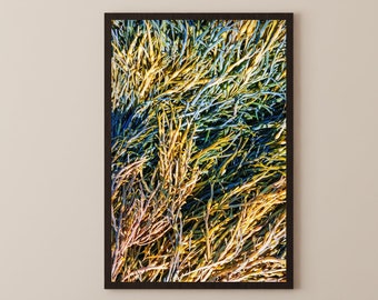 Maine Photo Print - October Seaweed in Diamond Cove