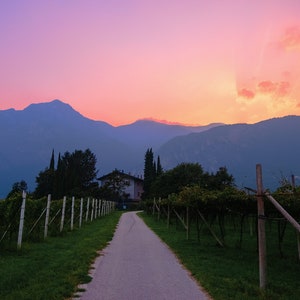 Italy Photo Print Bubblegum Sunset over Vineyard image 2