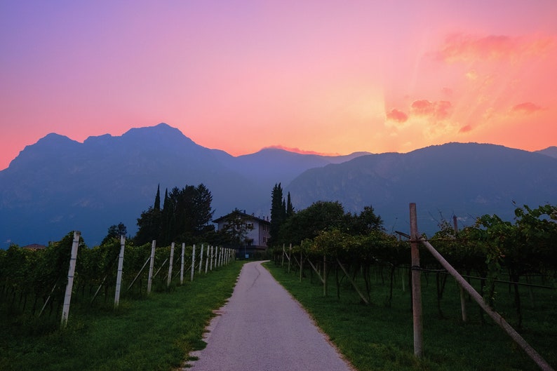 Italy Photo Print Bubblegum Sunset over Vineyard image 2