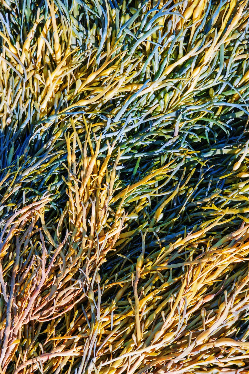 Maine Photo Print October Seaweed in Diamond Cove image 2