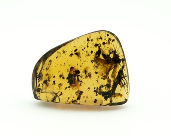 Amber with insects from Chiapas, Mexico