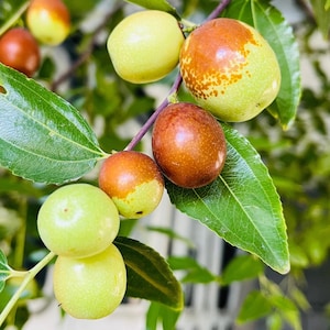 Sugarcane Jujube Seeds, Sweet Jujube Seeds, Chinese Date Fruit Seeds for Garden