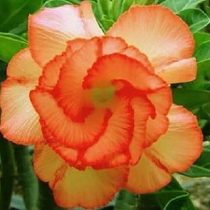 May include: Close-up of a vibrant orange flower with ruffled petals. The flower's center is a deeper shade of orange, creating a striking contrast. Green leaves provide a natural backdrop, highlighting the flower's beauty.