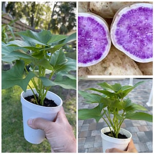 May include: A set of three ceramic mugs with a speckled, matte finish. The mugs are in shades of cream, light gray, and dark gray. Each mug has a simple, minimalist design, perfect for coffee or tea.