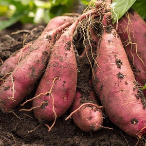 May include: A close-up shot of freshly harvested sweet potatoes. The tubers are a deep reddish-purple color, covered in soil, and have thin, light-colored roots. Green leaves are visible in the background, suggesting a recent harvest from the earth.