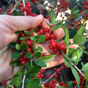 25 Yaupon Holly Seeds, Caffeine berries, Native Plants