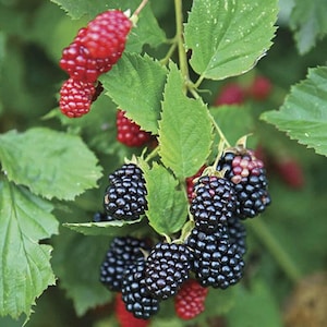 May include: Close-up of a blackberry bush with green leaves and clusters of ripe, dark purple blackberries. Some berries are still red and unripe. The image shows the natural growth of the fruit.