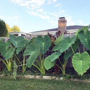 May include: A row of large-leafed elephant ear plants with vibrant green leaves, growing in front of a wooden fence. The plants have thick stems and are set against a backdrop of a house and a blue sky with clouds.