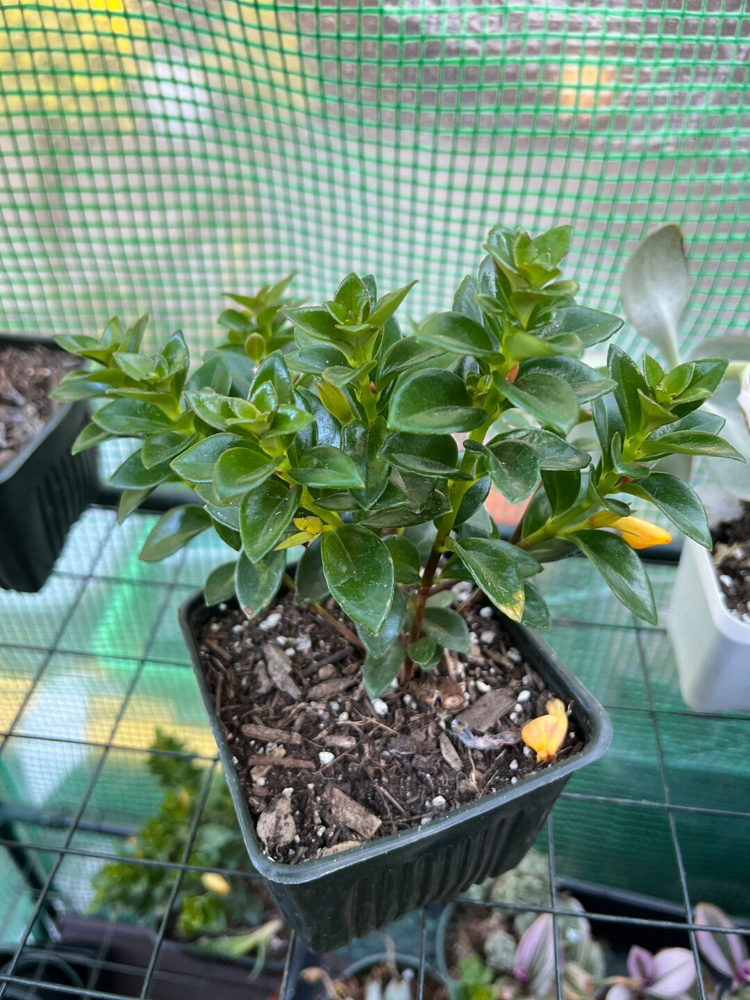 Nematanthus Gregarius AKA Goldfish Plant in a 4 Planter Etsy