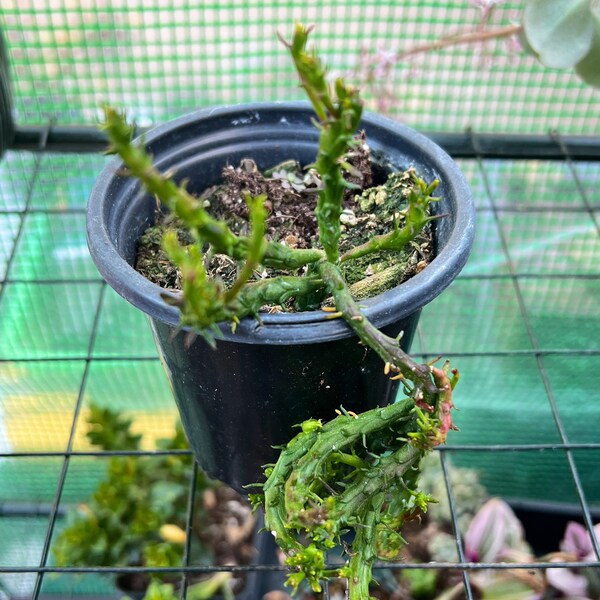 Live & Healthy Growing Crassula muscosa ‘Watch Chain’ AKA Lizards Tail, 4” pot