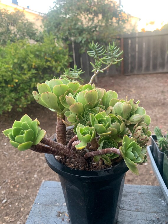 Aeonium Urbicum AKA salad Bowl in a 1 Gallon Pot Etsy