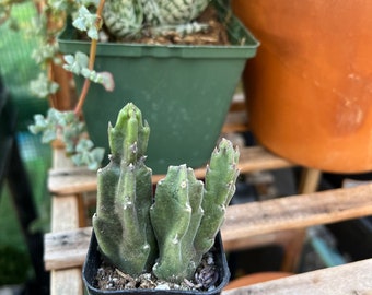 Ceropegia Gigantea, commonly known as Zulu Giant or Starfish Flower, 2” pot