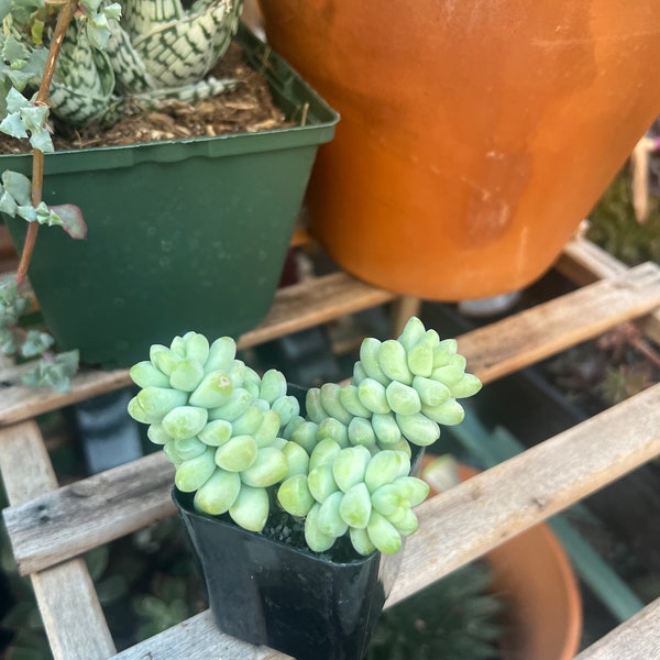 Sedum burrito commonly known as Donkey’s tail